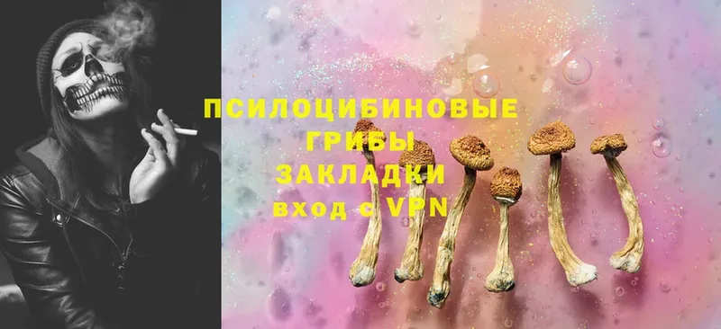 Галлюциногенные грибы Psilocybe  Тара 